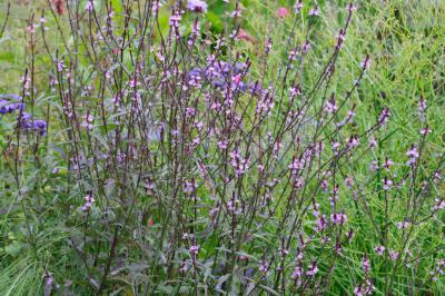 Verbena officinalis var. grandiflora 'Bampton' (8492_0.jpg)