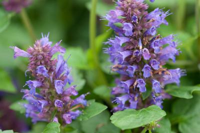 Agastache 'Blue Boa' (8497_0.jpg)