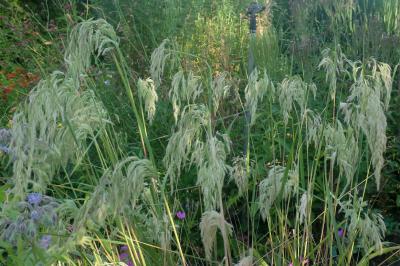 Calamagrostis emodensis (8507_0.jpg)