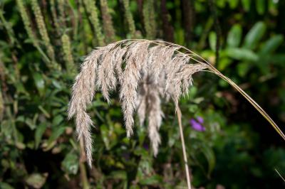 Calamagrostis emodensis (8507_1.jpg)