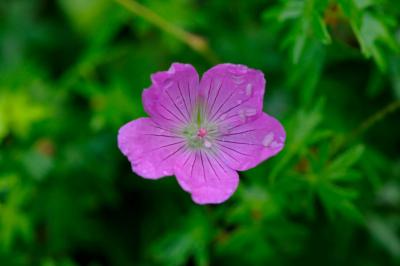 Geranium sanguineum 'New Hampshire Purple' (8532_0.jpg)