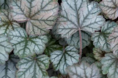 Heuchera 'Red Pearls' (8537_0.jpg)