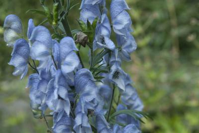 Aconitum 'Stainless Steel' (8591_0.jpg)