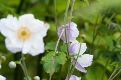Anemone 'Dreaming Swan' (8592_1.jpg)