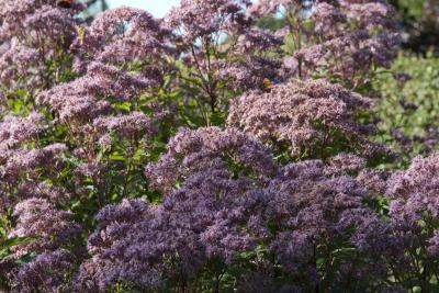 Eupatorium maculatum 'Purple Bush' (8608_0.jpg)