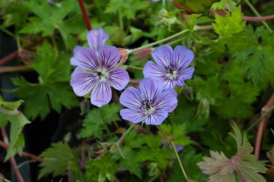 Geranium wallichianum 'Havana Blue' (8613_0.jpg)