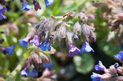 Pulmonaria cevenensis (8628_0.jpg)