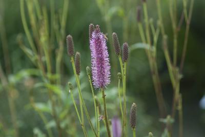 Sanguisorba 'Blackthorn' (8635_0.jpg)