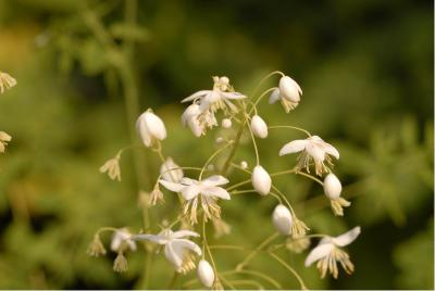 Thalictrum delavayi 'Album' (863_1.jpg)