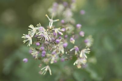 Thalictrum 'Elin' (8647_0.jpg)