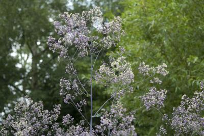 Thalictrum 'Elin' (8647_1.jpg)