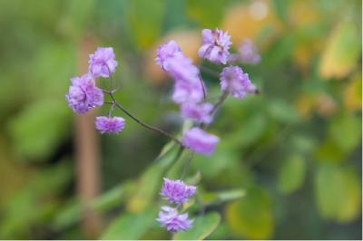 Thalictrum delavayi 'Hewitt's Double' (864_0.jpg)