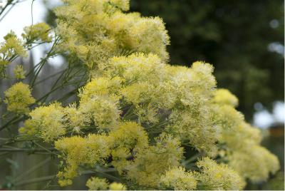 Thalictrum flavum subsp. glaucum (865_0.jpg)