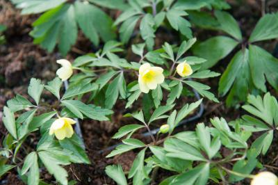 Anemone x lipsiensis 'Pallida' (8676_0.jpg)