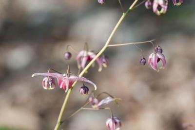 Epimedium 'Pink Champagne' (8678_0.jpg)