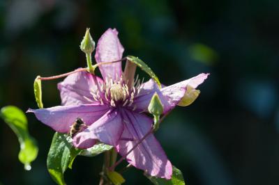 Clematis 'Paradiso' (8682_0.jpg)