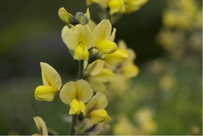 Thermopsis lanceolata (868_1.jpg)