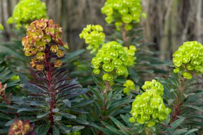 Euphorbia 'Black Bird' (8696_1.jpg)