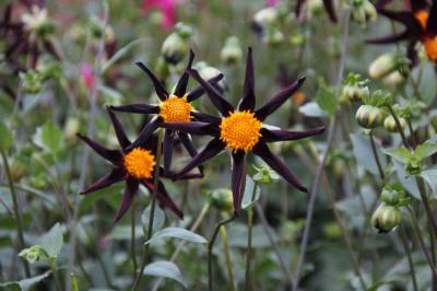 Dahlia 'Honka Dark' (8711_0.jpg)