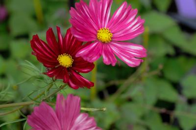 Cosmos bipinnatus 'Velouette' (8716_0.jpg)