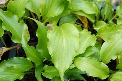 Hosta 'Raspberry Sorbet' (8720_0.jpg)