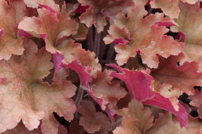 Heuchera 'Marmalade' (8734_0.jpg)