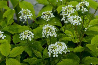 Cardamine yezoensis (8745_0.jpg)