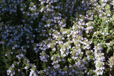 Thymus vulgaris 'Compactus' (874_0.jpg)