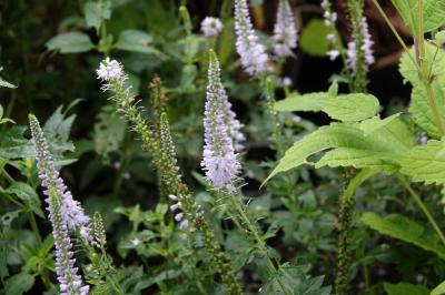 Veronica longifolia 'Piet Adema' (8751_0.jpg)