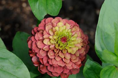 Zinnia elegans 'Queen Red Lime' (8762_1.jpg)