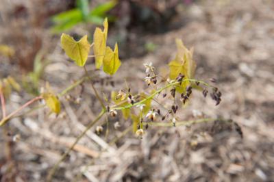 Epimedium sagittatum (8764_0.jpg)