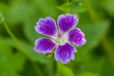 Geranium nodosum 'Whiteleaf' (8781_0.jpg)