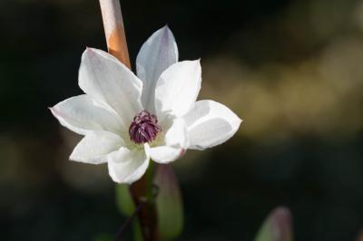 Clematis 'White Pearl' (8796_0.jpg)