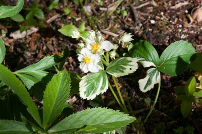 Fragaria vesca 'Variegata' (8798_0.jpg)