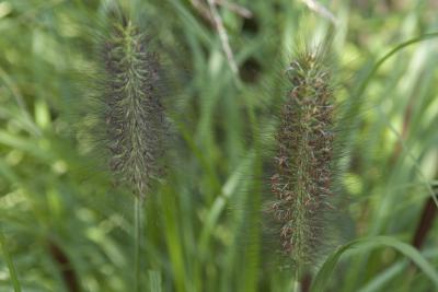 Pennisetum alopecuroides 'Black Beauty' (8856_0.jpg)