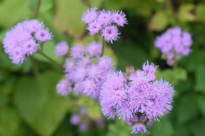 Ageratum houstonianum 'Blue Horizon' (8858_0.jpg)