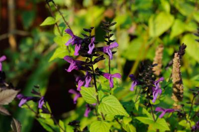 Salvia guaranitica 'Rhythm & Blues' (8873_0.jpg)