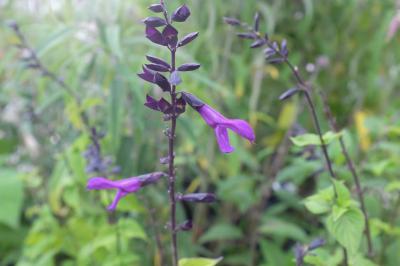 Salvia guaranitica 'Rhythm & Blues' (8873_1.jpg)