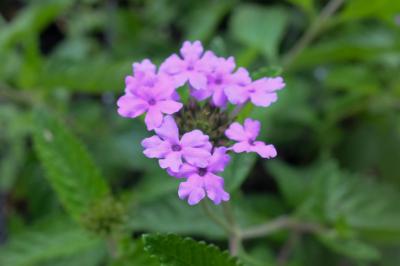 Verbena 'La France' (8874_0.jpg)