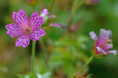 Geranium 'Foundling's Friend' (8902_0.jpg)