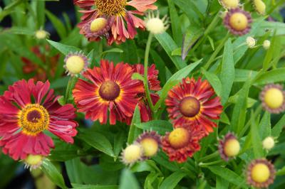 Helenium 'Ranchera' (8906_0.jpg)