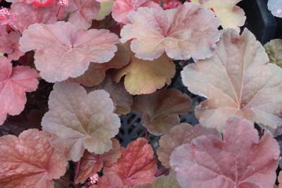 Heuchera 'Blondie' (8909_1.jpg)