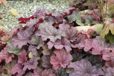 Heuchera 'Berry Smoothie' (8910_0.jpg)