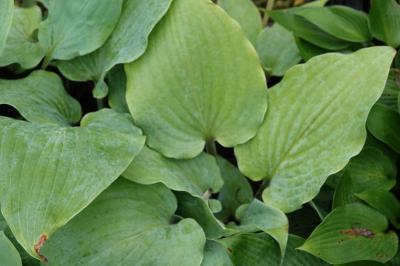 Hosta 'Frisian Misty Sky' (8914_0.jpg)