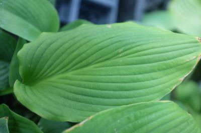 Hosta 'T Rex' (8916_0.jpg)