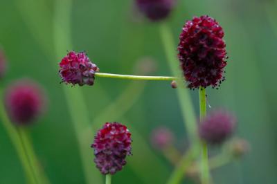 Sanguisorba officinalis 'Morning Select' (8931_0.jpg)