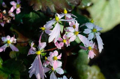 Saxifraga fortunei 'Sibyll Trelawney' (8933_0.jpg)