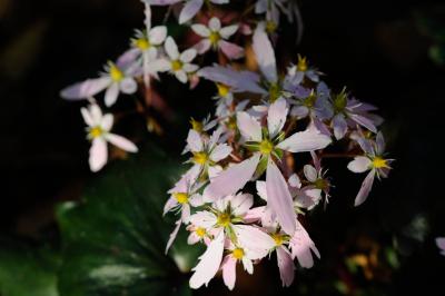 Saxifraga fortunei 'Sibyll Trelawney' (8933_2.jpg)