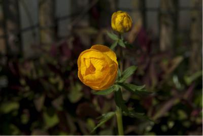 Trollius 'Fire Globe' (893_0.jpg)