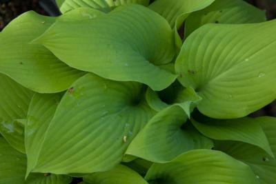 Hosta 'Marilyn Monroe' (8963_0.jpg)